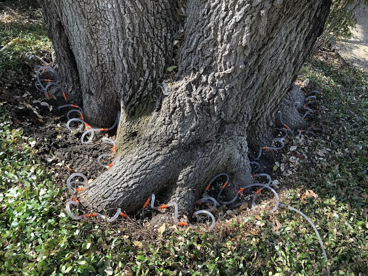 Detailed Tree Cabling and Bracing job site in West Terre Haute