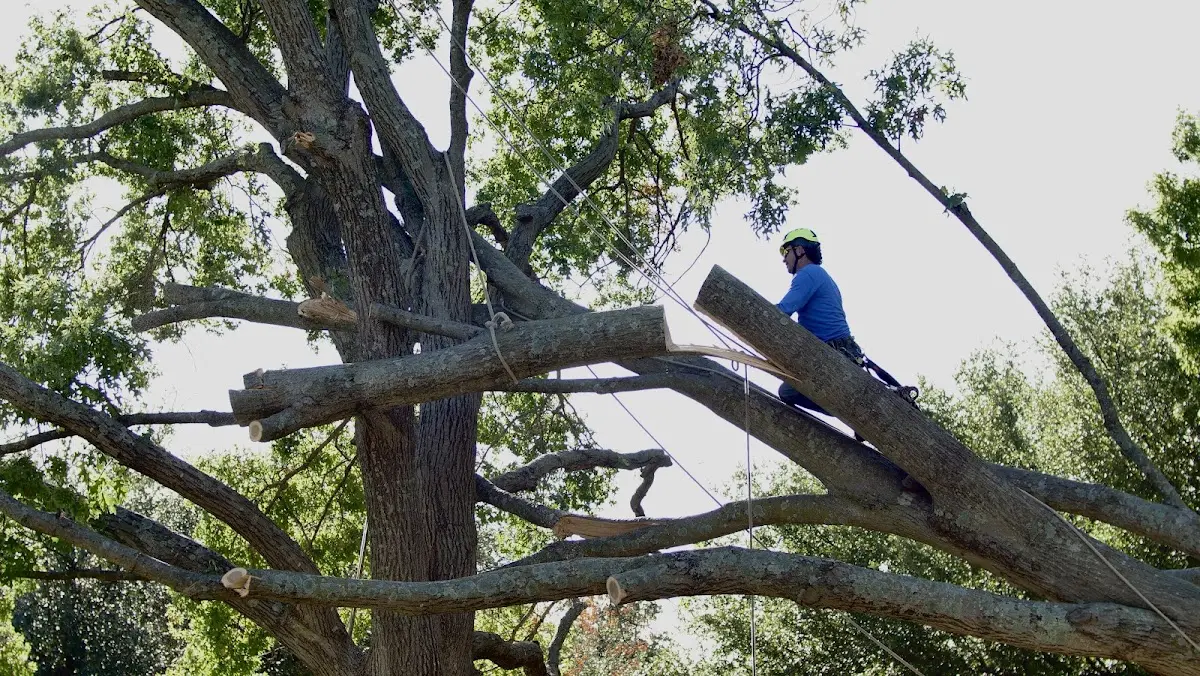 Professional Hazardous Tree Removal performed by certified arborists in West Terre Haute