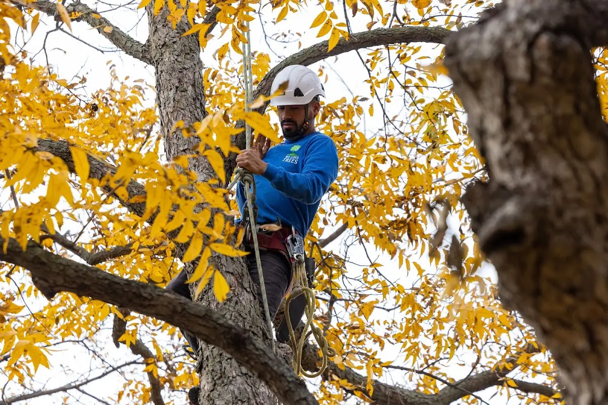 Skilled Tree Pruning crew working in West Terre Haute