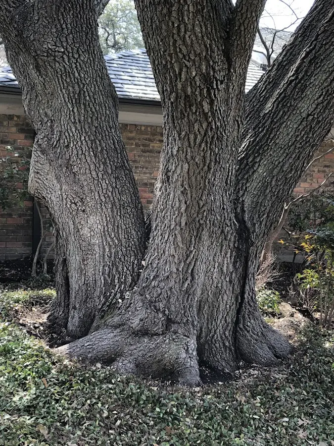Mature heritage tree close to a West Terre Haute property cared for by certified arborists